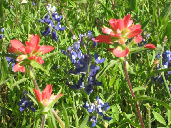 austin texas native plants blue bonnet indian paintbrush